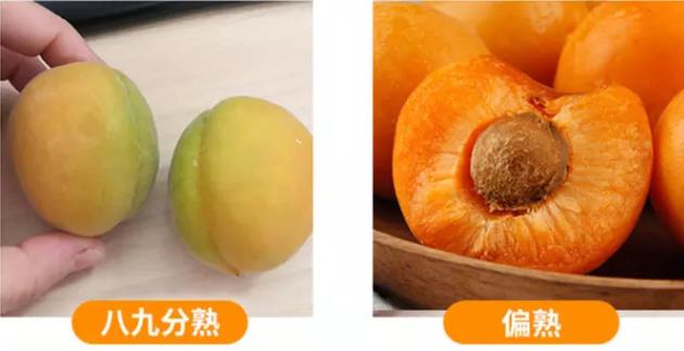 陕西金太阳新鲜杏子,陕西金太阳酸杏子