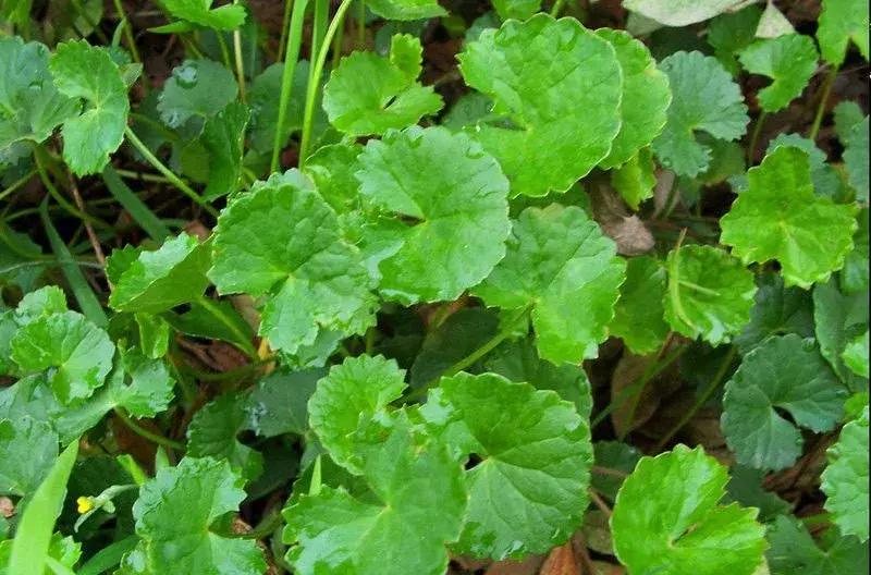 你爸终究是你爸下一句,你爸终究是你爸什么意思