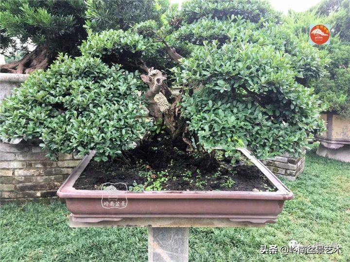 中华蚊母盆景造型,中华蚊母盆景价格