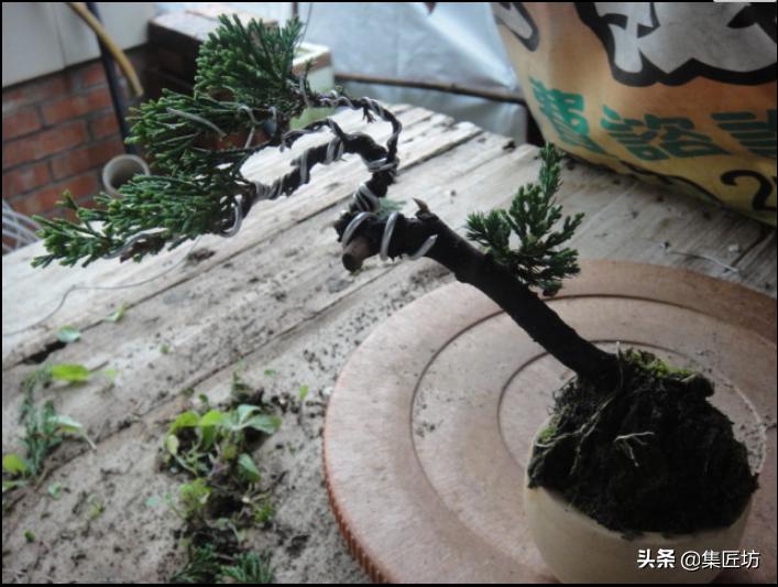 盆景老桩镂空舍利的制作,舍利盆景造型技艺图解