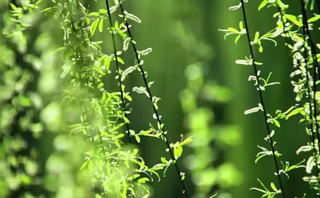 二十四节气春分画,二十四节气春分幼儿园