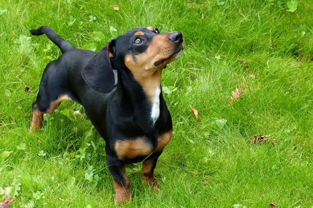 最适合新手养的十大狗狗排行榜,最适合新手养的狗狗十大排行榜