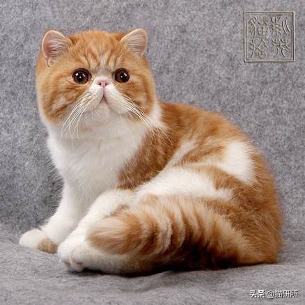 猫眼睑内翻是先天性的吗,猫眼睑内翻保守治疗