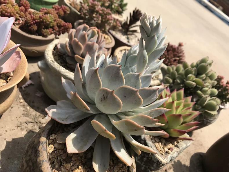 多肉植物长斑,多肉植物长斑是怎么回事