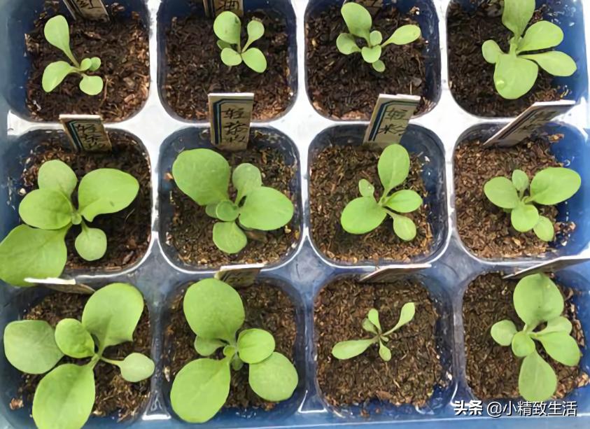 大面积花卉种子播种方法,播种盆栽需要注意哪些细节