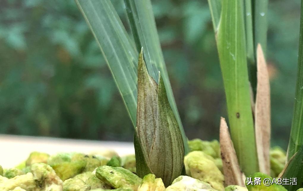 春兰名品兰花,春兰兰花名品图鉴