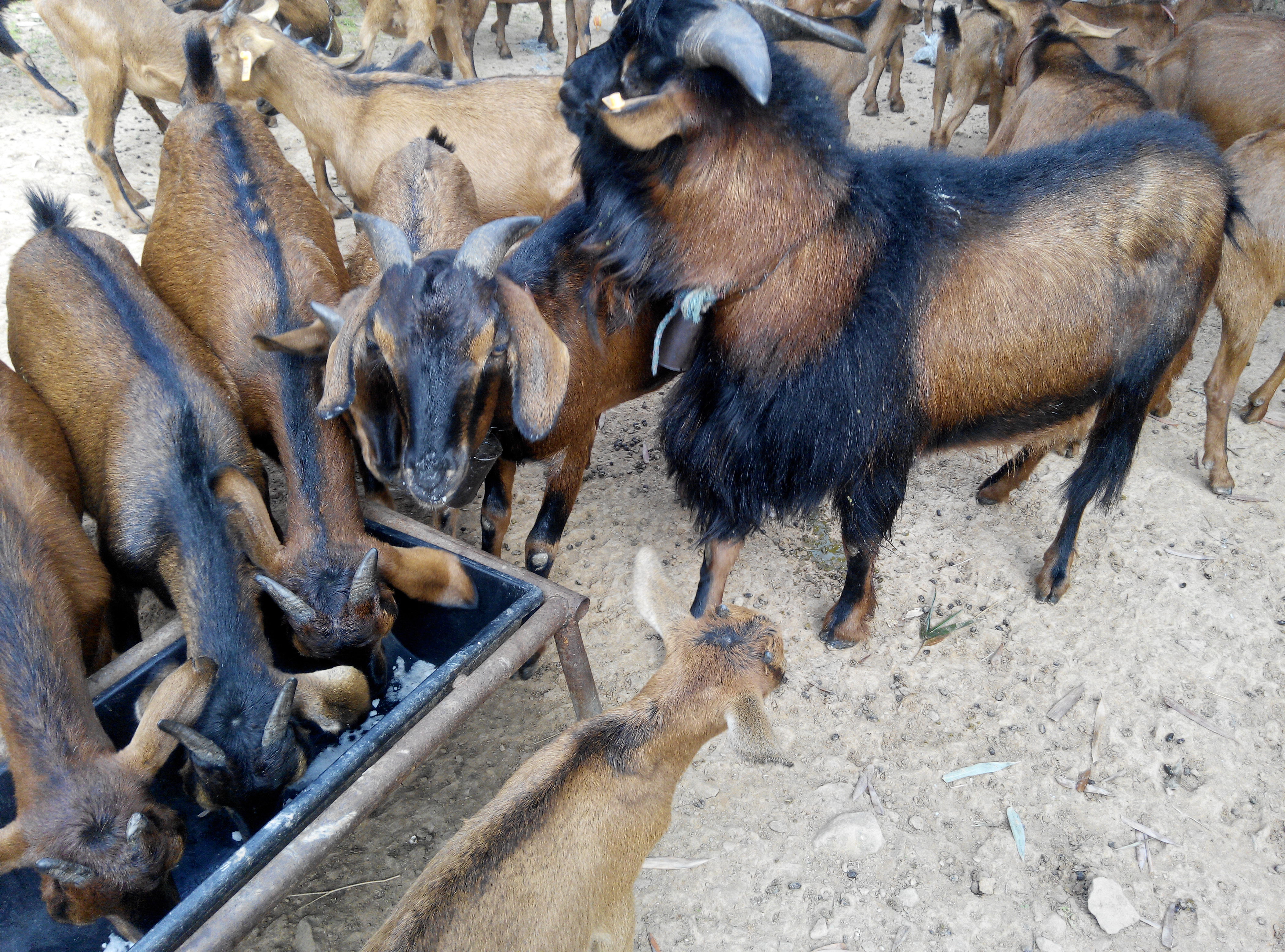 养羊兽药大全及治病配方,养羊药品大全