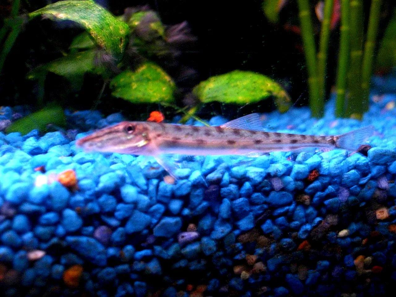 野生泥鳅品种图片大全大图,最大的泥鳅图片大全