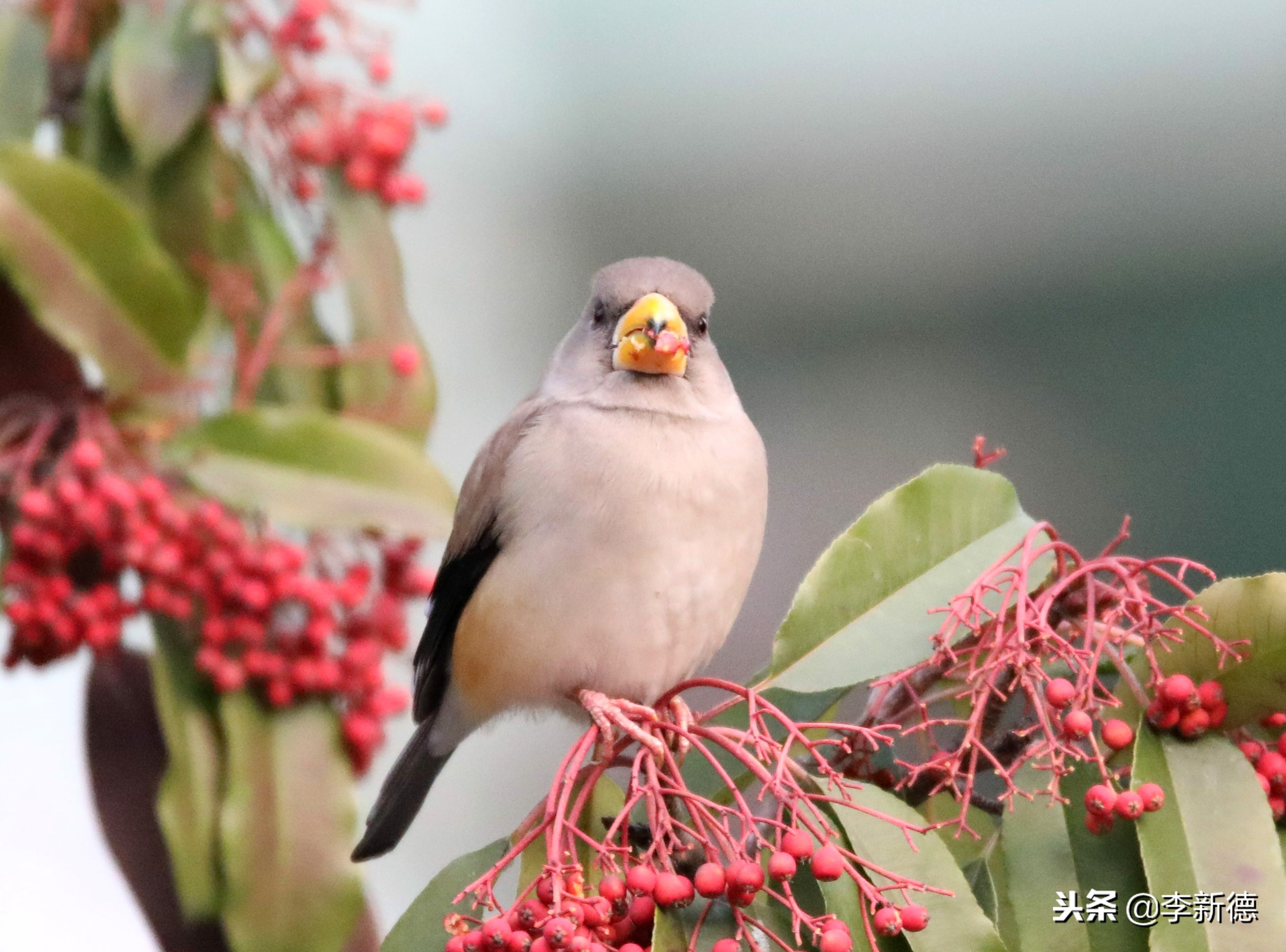 安徽合肥：大雪过后阳光灿烂，铜嘴鸟在树上觅食