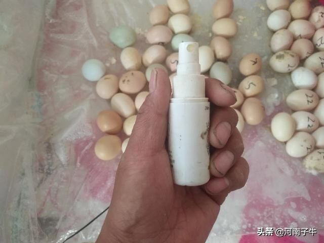 在家里如何孵化小鸡,自己在家怎么简单孵化小鸡