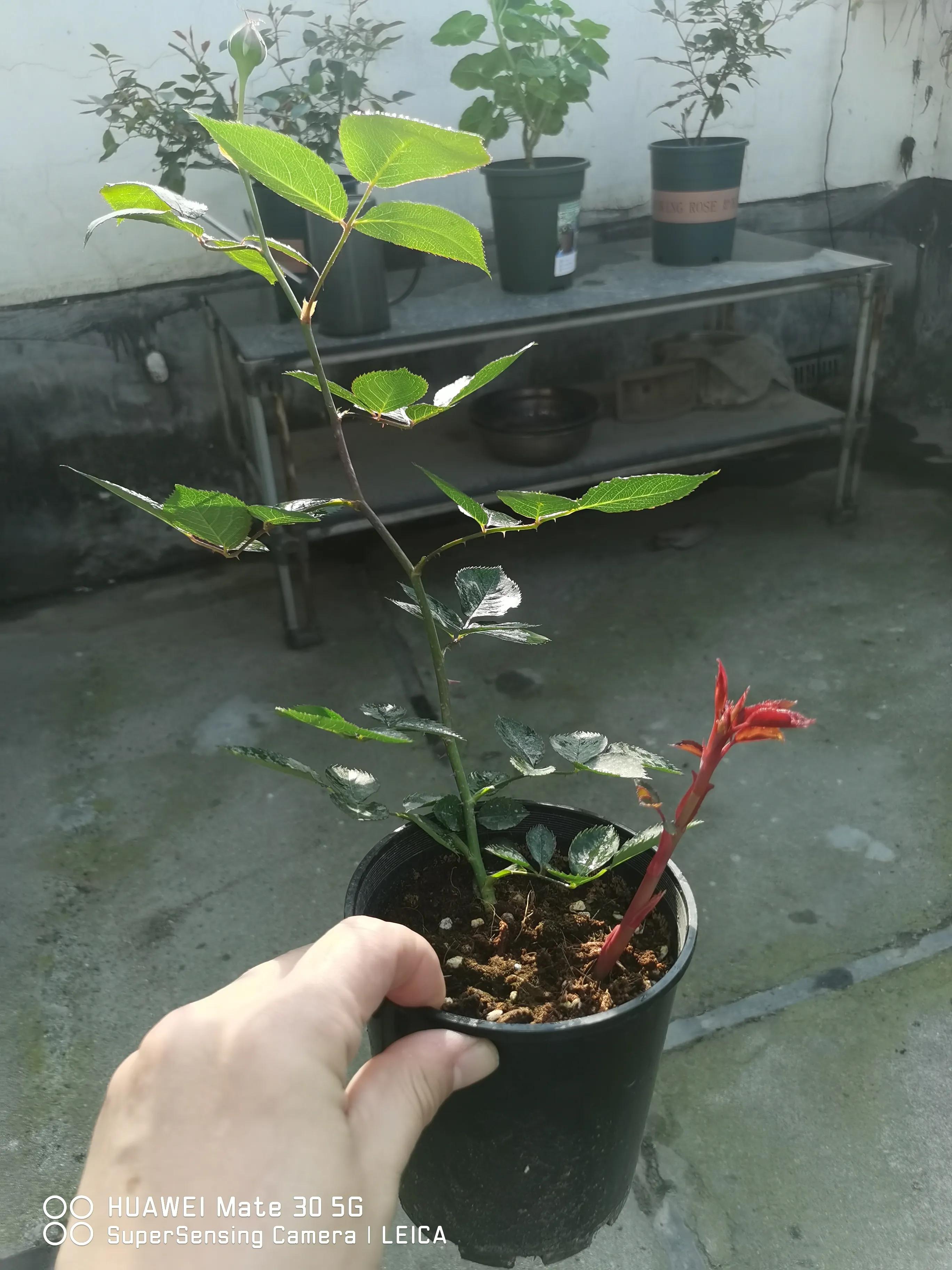 在闲鱼上买花草靠谱吗,闲鱼上买花靠谱