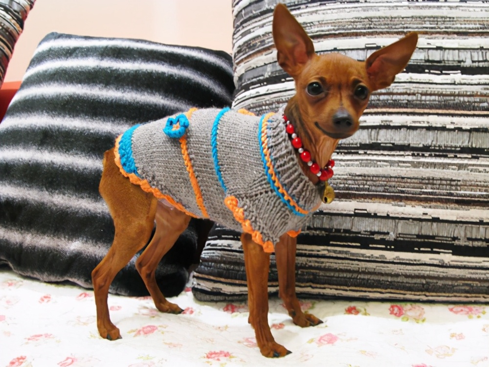 小鹿犬怎么训练才听话,小鹿犬怎么训练听话