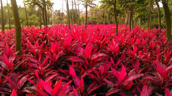 湛江坡头沿海花园,湛江海湾大桥东岸