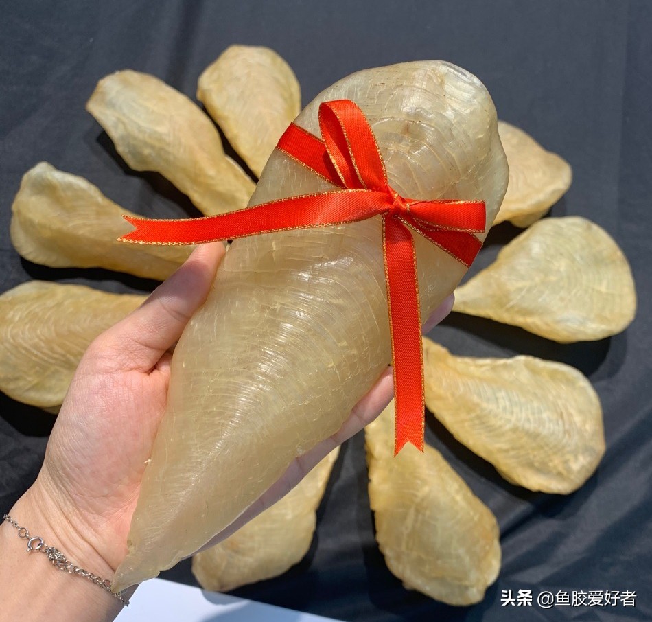 鱼胶是不是越大越厚营养越好,鱼胶正确的选择方法