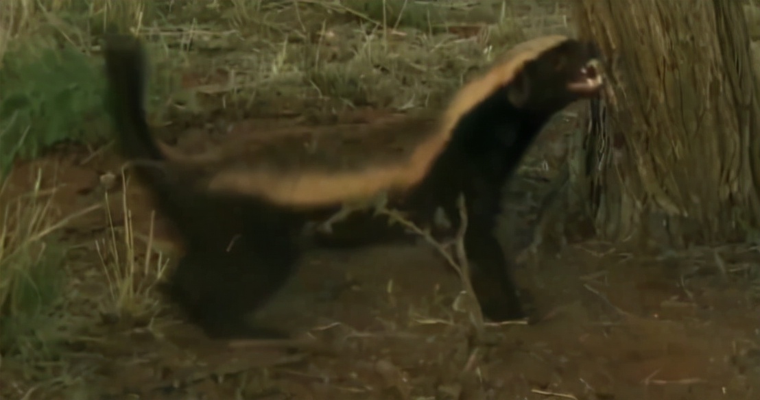 蜜獾两小时后继续享用毒蛇,蜜獾凶猛攻击人类