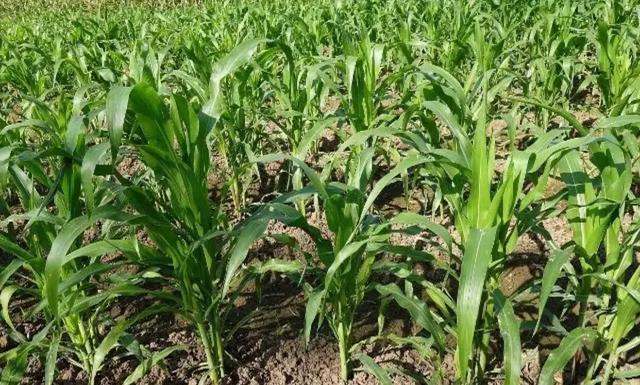 600元承包土地种小麦玉米划算吗,承包600亩地需要多少钱