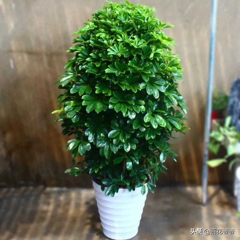 吸甲醛最好的10种花,这几种花是甲醛克星赶紧看看