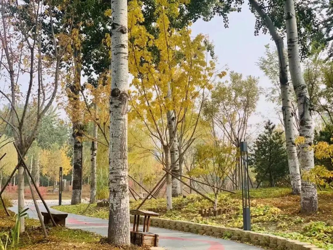 创森进行时丨立冬后，我把丰台的秋，收进了相册里