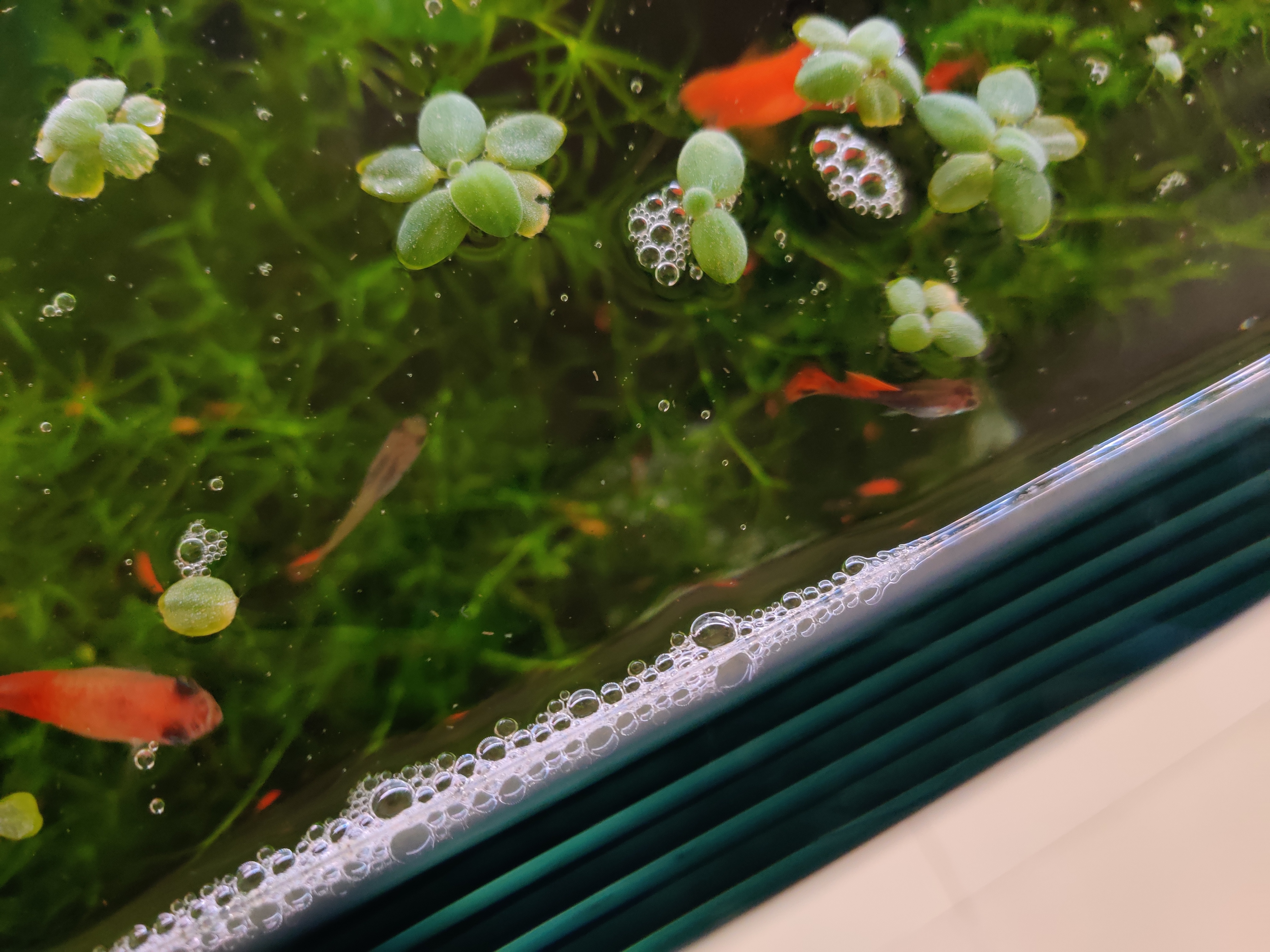 鱼缸水出现大量的泡沫是怎么处理,鱼缸水面有泡沫水质粘稠