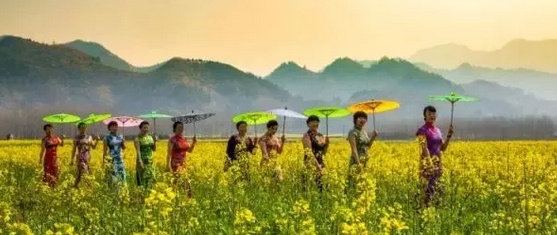 在哪里看油菜花好美哟,开化油菜花最佳观赏地