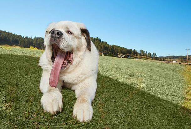 短腿狗腊肠犬,吉尼斯纪录最长的腊肠犬