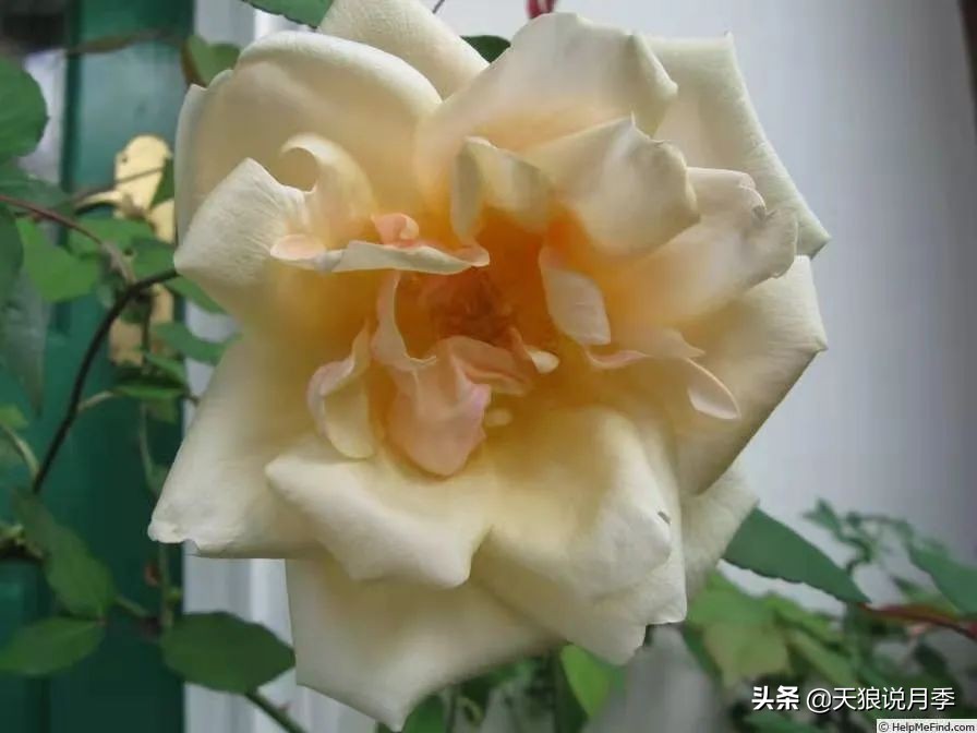 怦然心动的万人迷月季，原来从它而来（二）