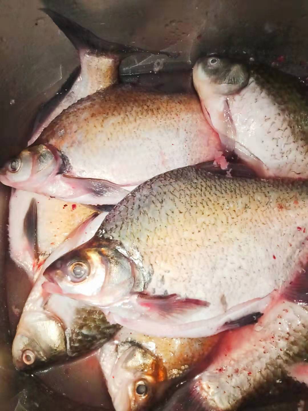 风干好的五香鱼怎么做好吃,风干鱼制作全过程教程