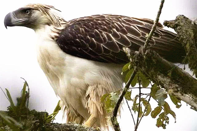 世界上最大的雕能捕捉多大的猎物,世界上最大的雕
