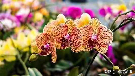 最好听的花的名字,100个好听的花名字