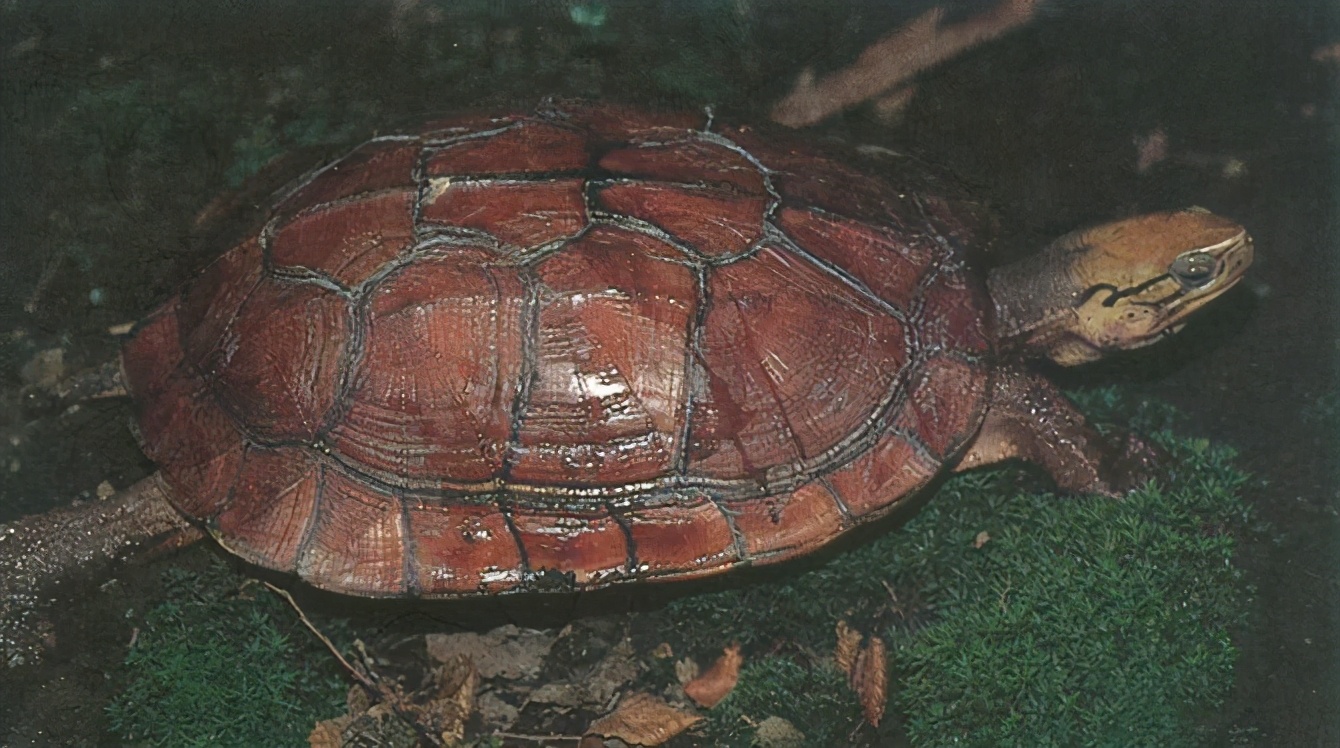 龟类大百科,大眼睛龟类