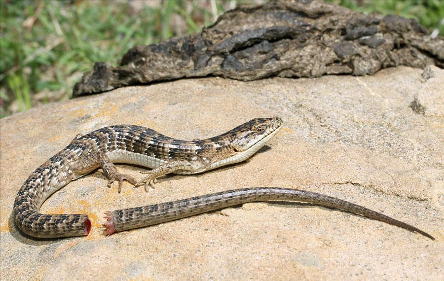 壁虎断尾长出和原来一样吗,壁虎断尾重生能用于人类吗
