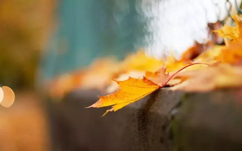 当下也有美诗读!和尚诗壁(76)回望当年牵手处,而今唯有落花新