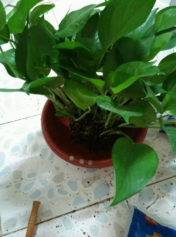 绿萝的生长过程有黄叶正常吗,绿萝黄叶的正确方法