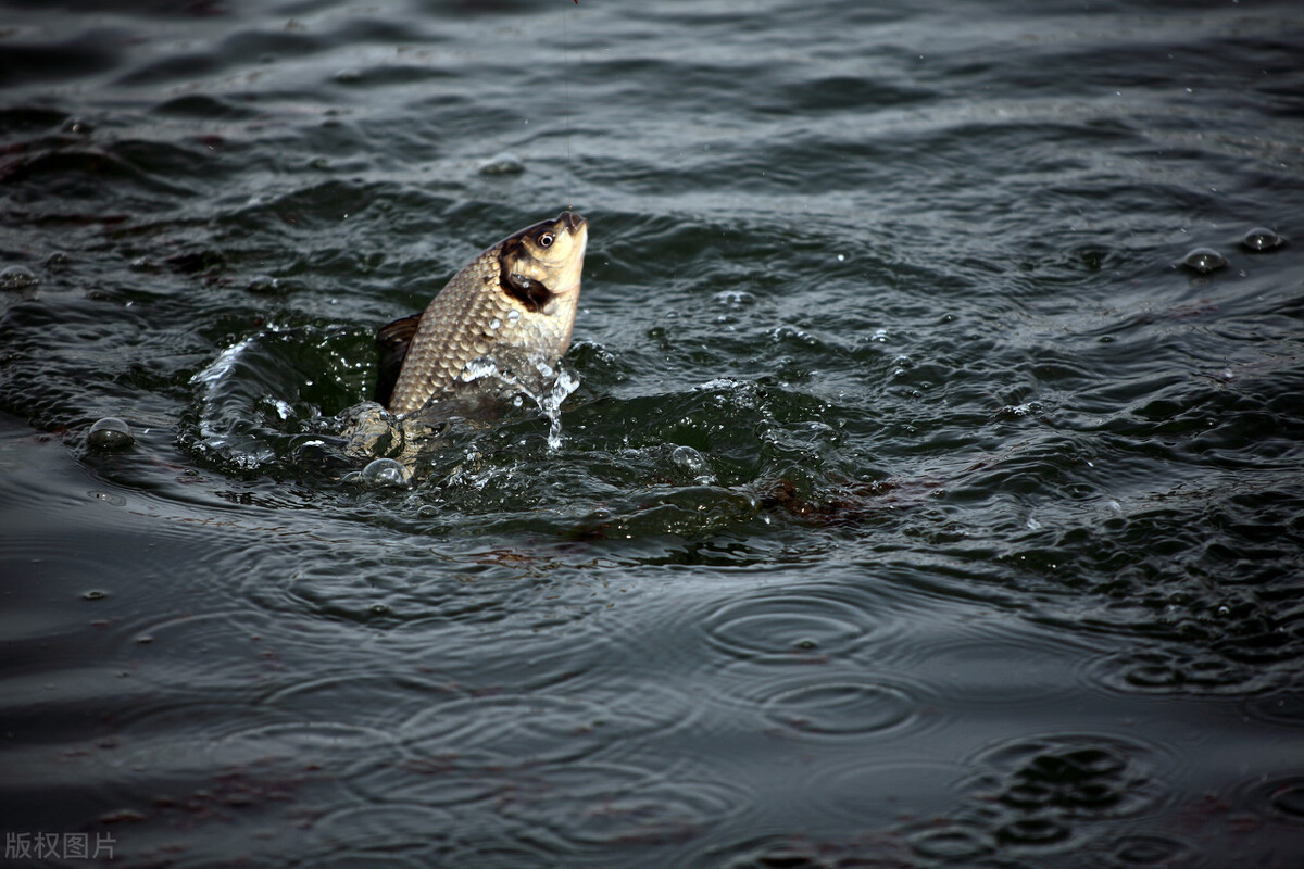 鱼塘ph值过高怎么解决,鱼塘养鱼ph值多少合适