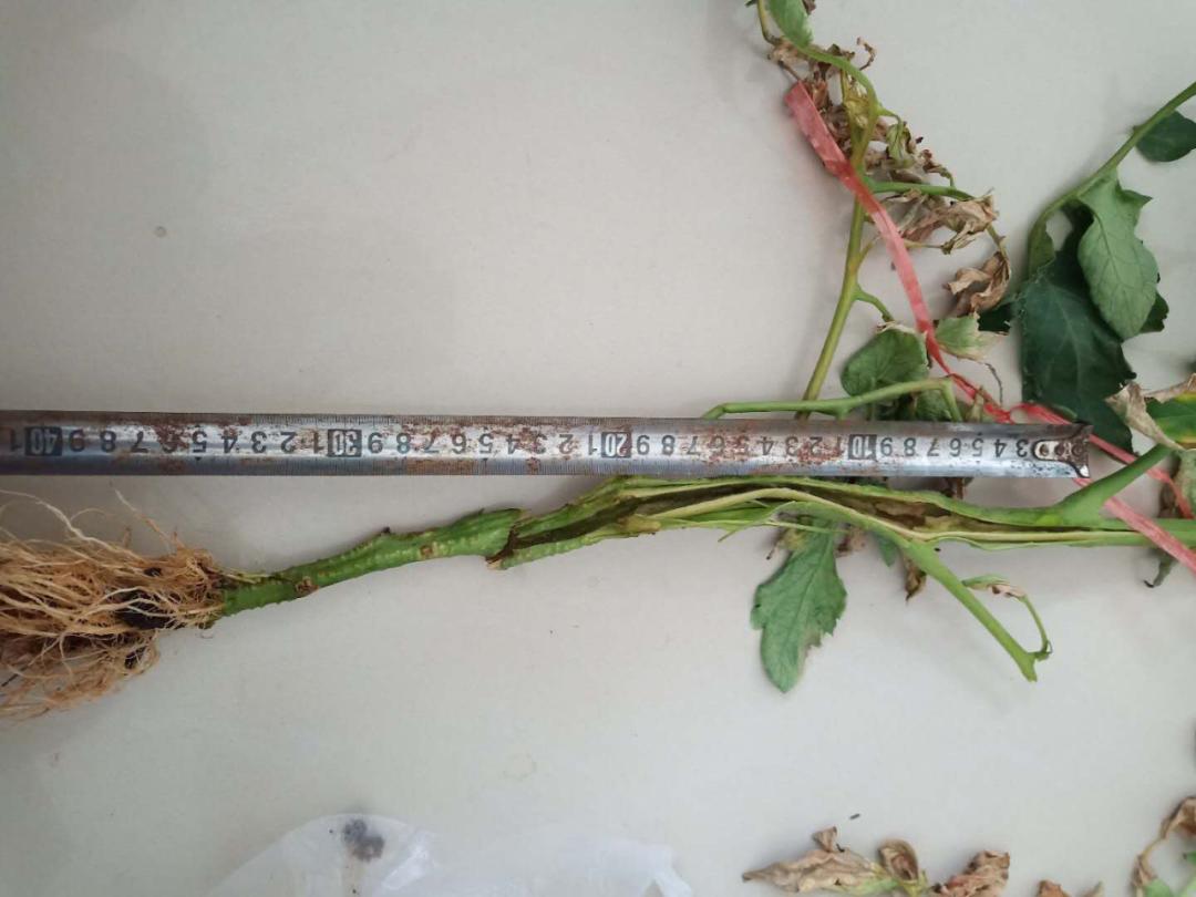 番茄溃疡病在什么时期,番茄溃疡病发生条件