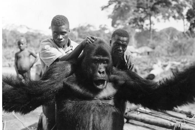 艾滋病为什么是大猩猩传给人类,艾滋病毒来源于蝙蝠吗