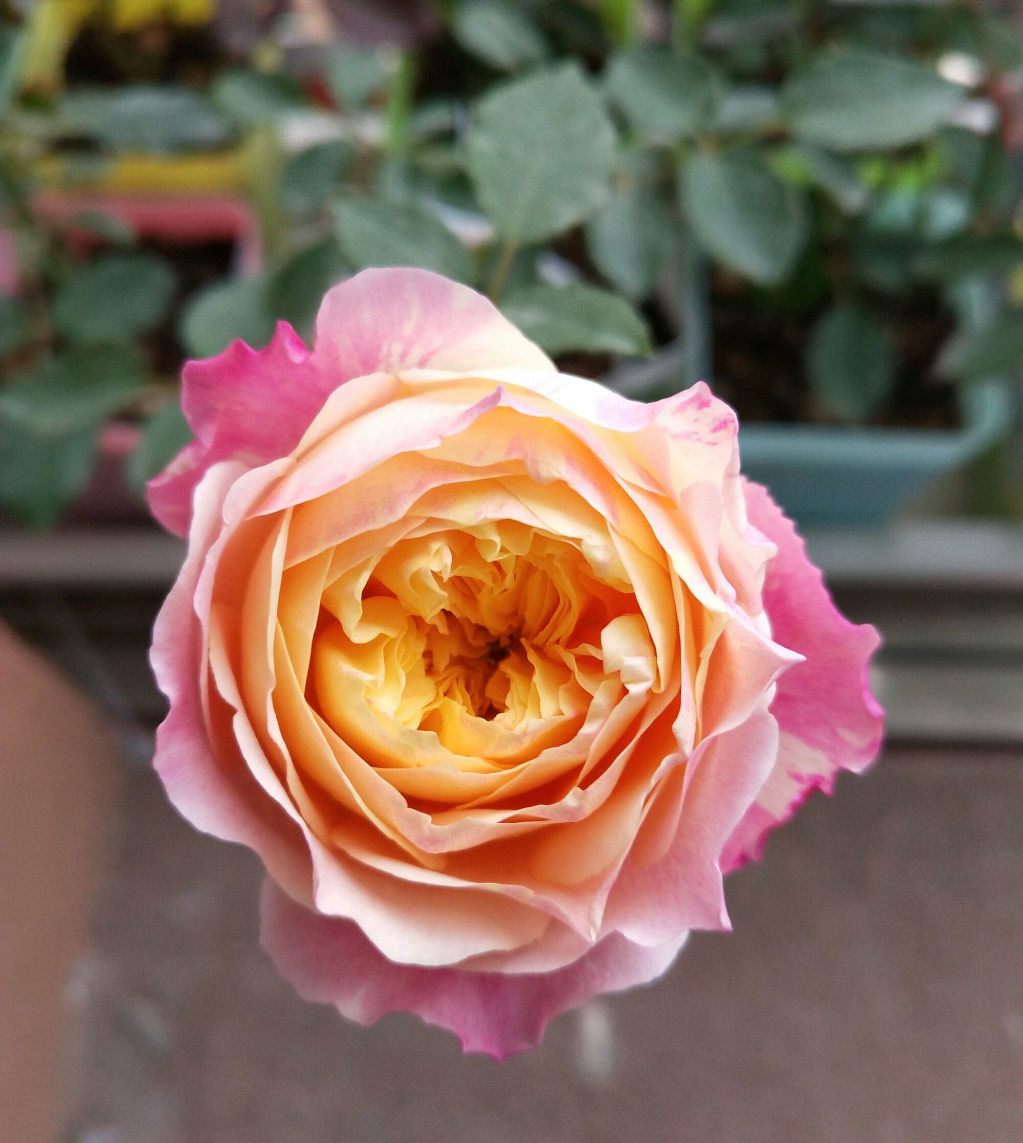 蔷薇老桩嫁接月季在什么时间最好,藤本月季芽点怎么起不来