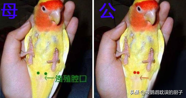 如何分辨小太阳鹦鹉的公母,小太阳鹦鹉如何区分公母