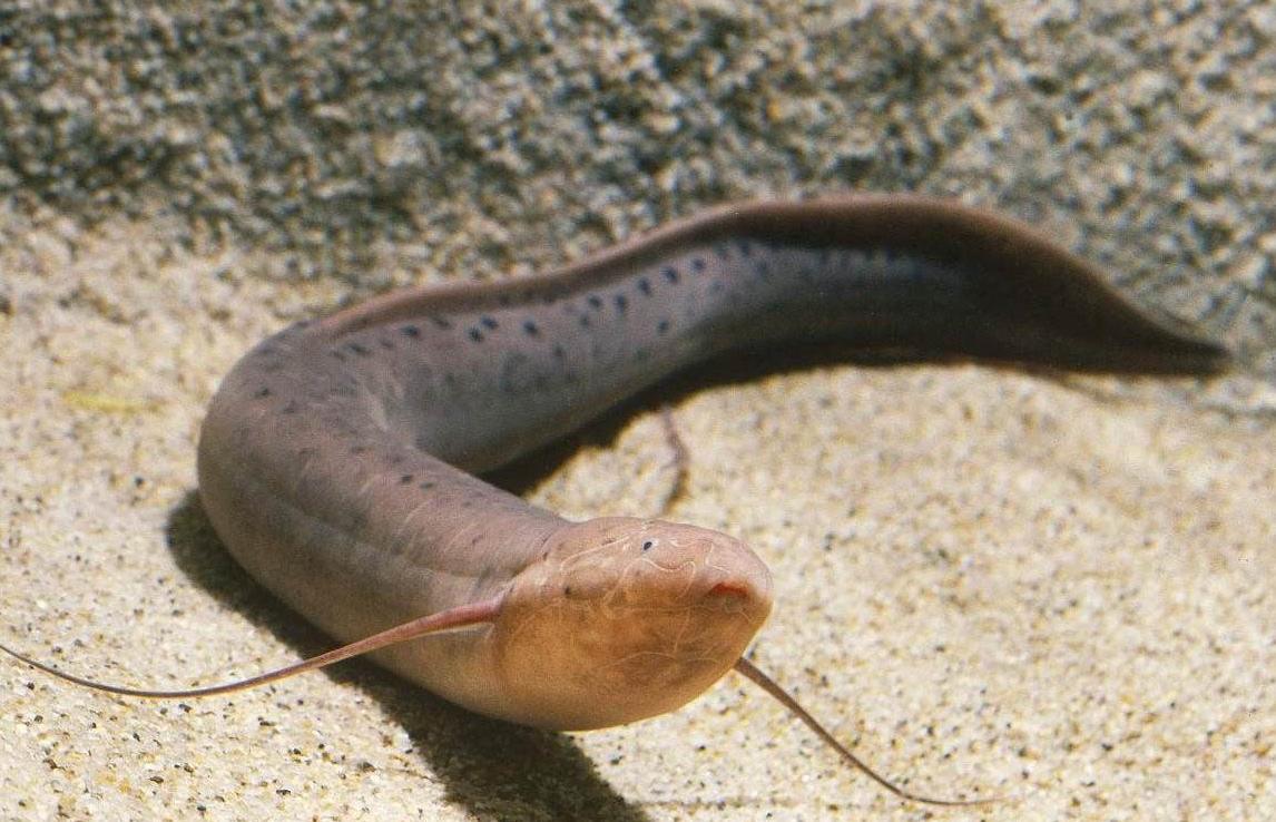 亚马逊河流域食人鱼,亚马逊河食人鱼巨骨舌鱼