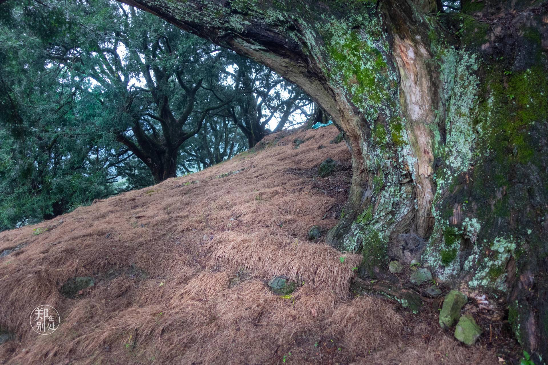 香榧古道,香榧古道徒步路线哪条景色美