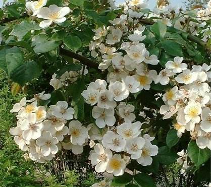 开到荼蘼那一天,开到荼靡花事了