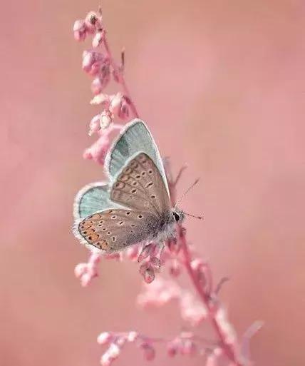 十首最美夏日诗词,最经典的夏日诗词