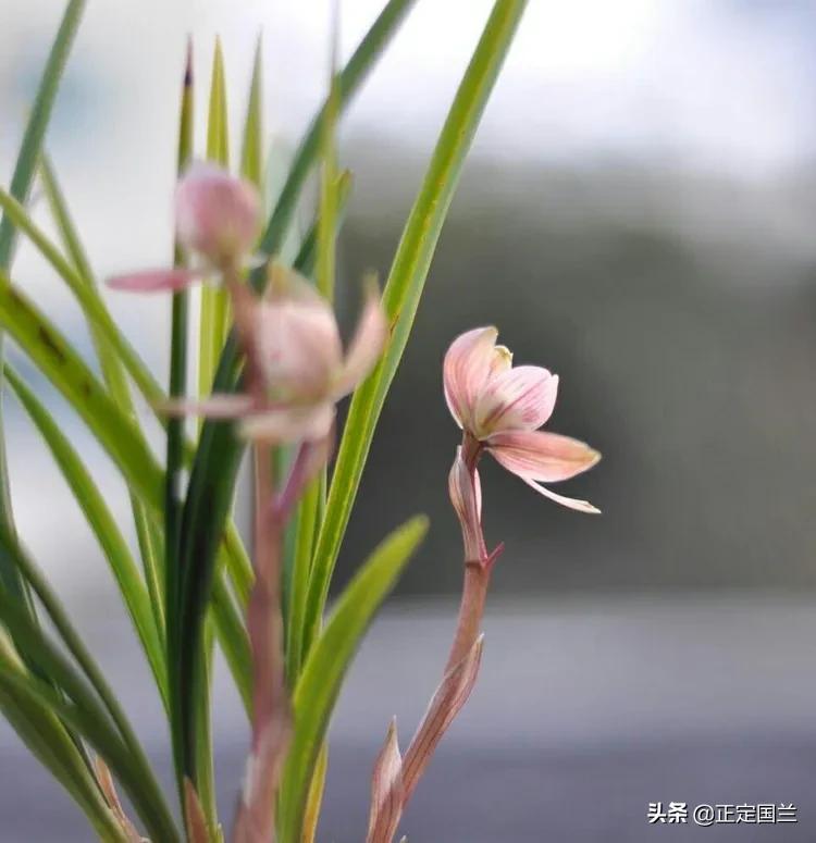 为什么兰花被称为国兰,为什么兰花又叫国兰