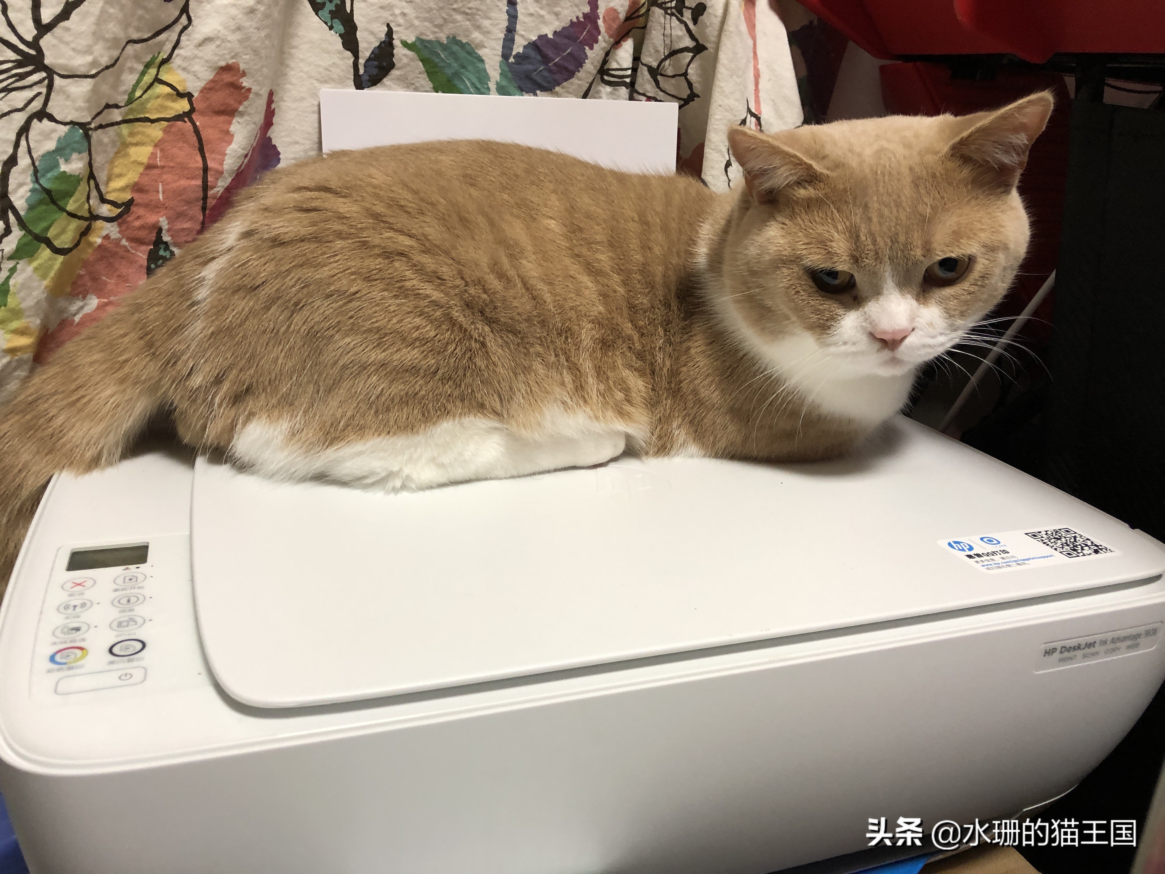 猫咪打嗝反胃怎么办,猫咪打嗝吐黄水怎么回事