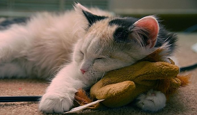 啧啧啧~断绝它的“性”福之路前你有仔细考虑吗？