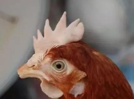 蛋鸡开产后预防用药程序,蛋鸡开产需要补什么营养