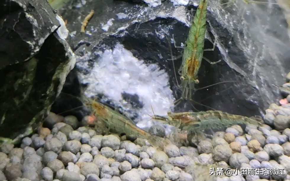 宠物虾简单养殖,虾类宠物观赏