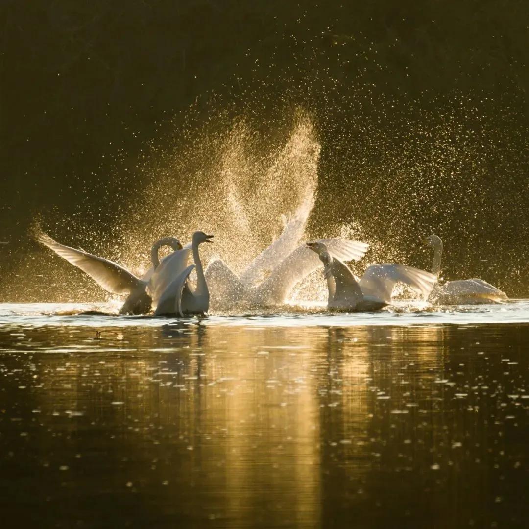 红嘴鸥到哪了,今年的红嘴鸥来了吗