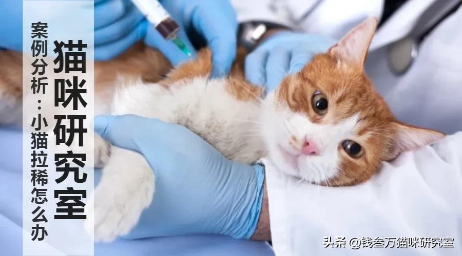 小猫拉稀原因分析,小猫跑肚拉稀怎么办最快最有效