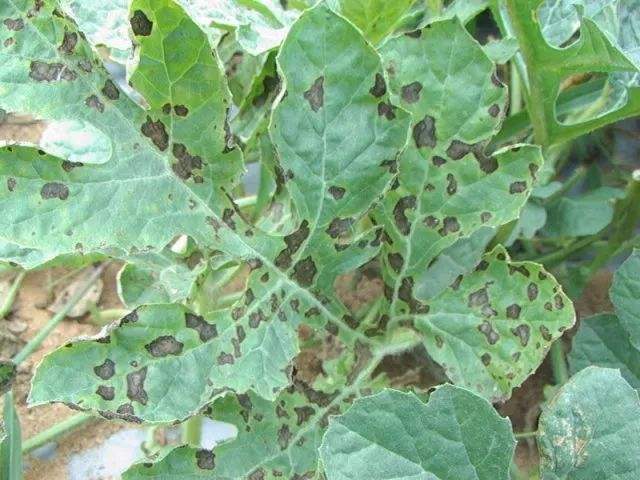 西瓜烟草花叶病怎样治疗,西瓜花叶病毒病怎么治